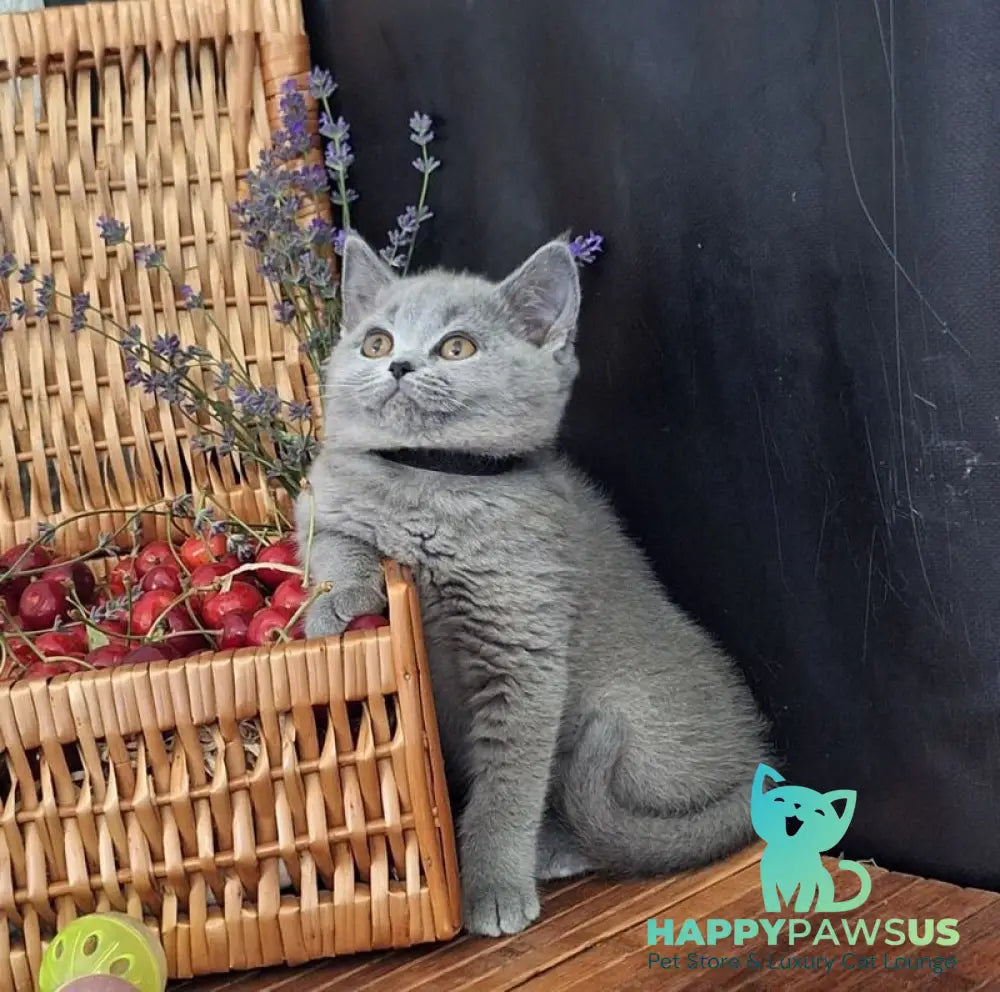 Rozina British Shorthair female blue - live animals