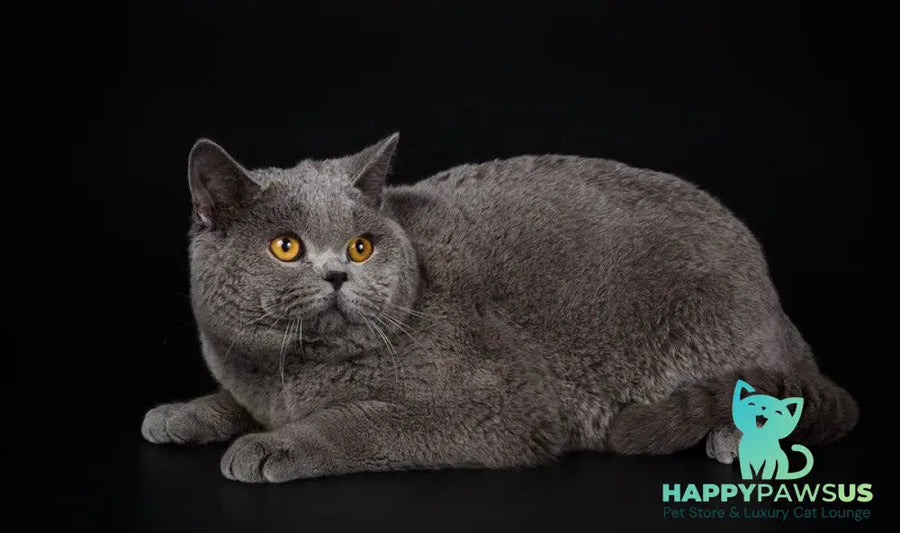 Rozina British Shorthair female blue - live animals