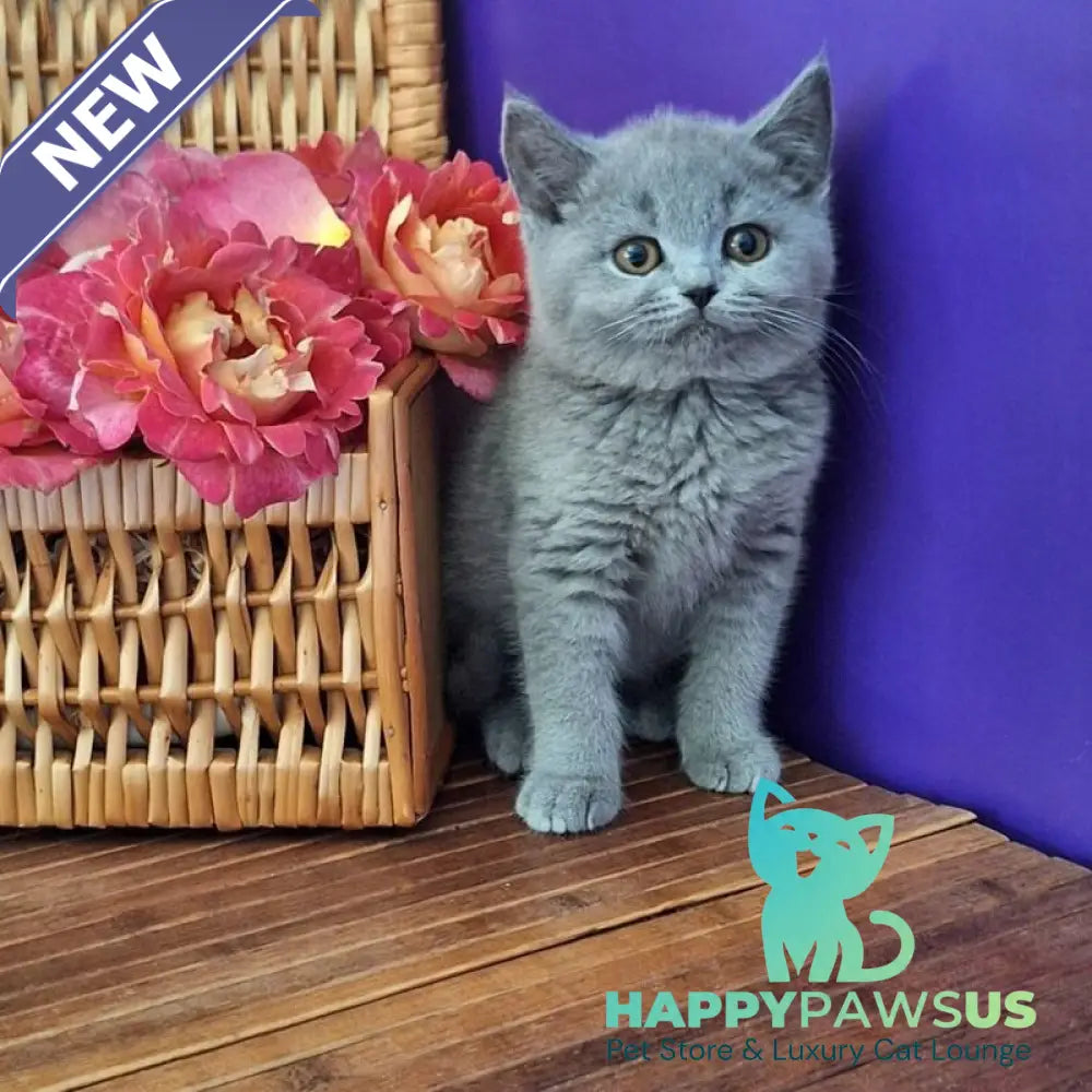 Rozina British Shorthair female blue - live animals
