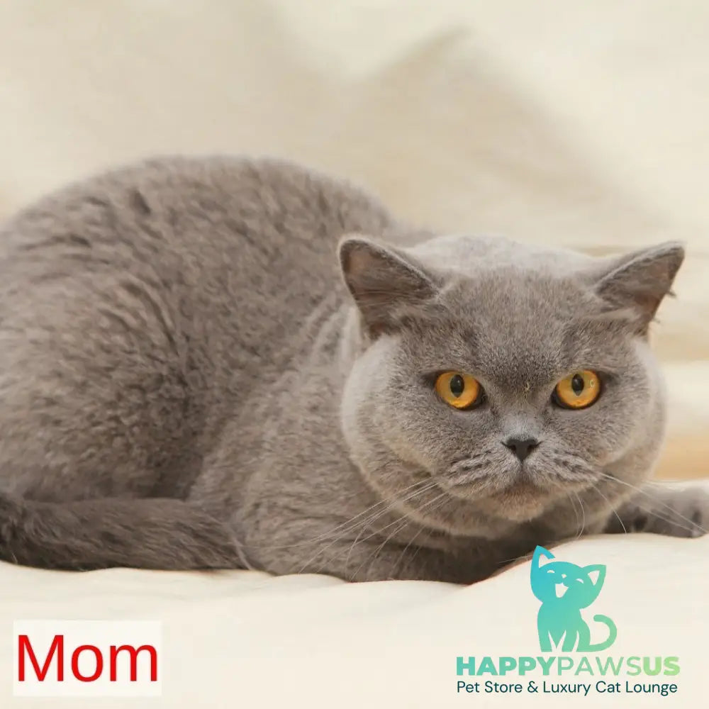 Rozkish British Shorthair female blue - live animals