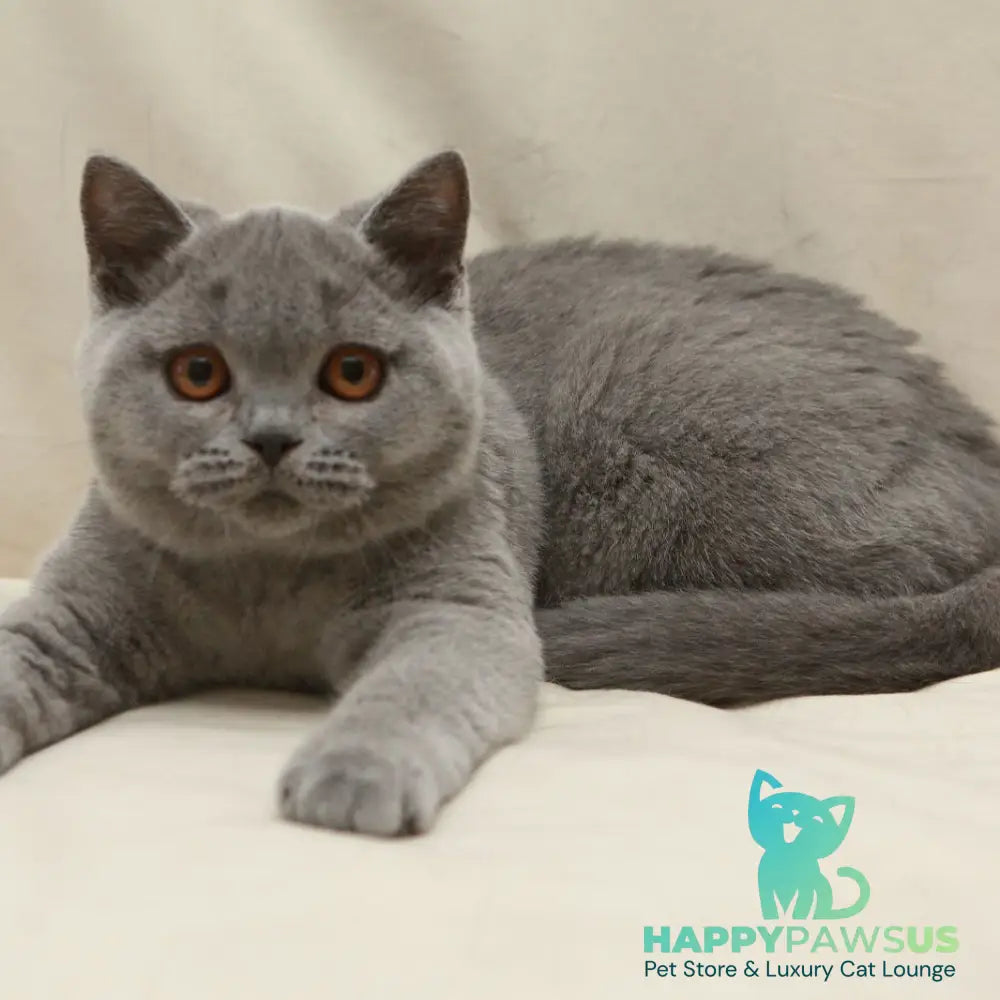 Rozkish British Shorthair female blue - live animals