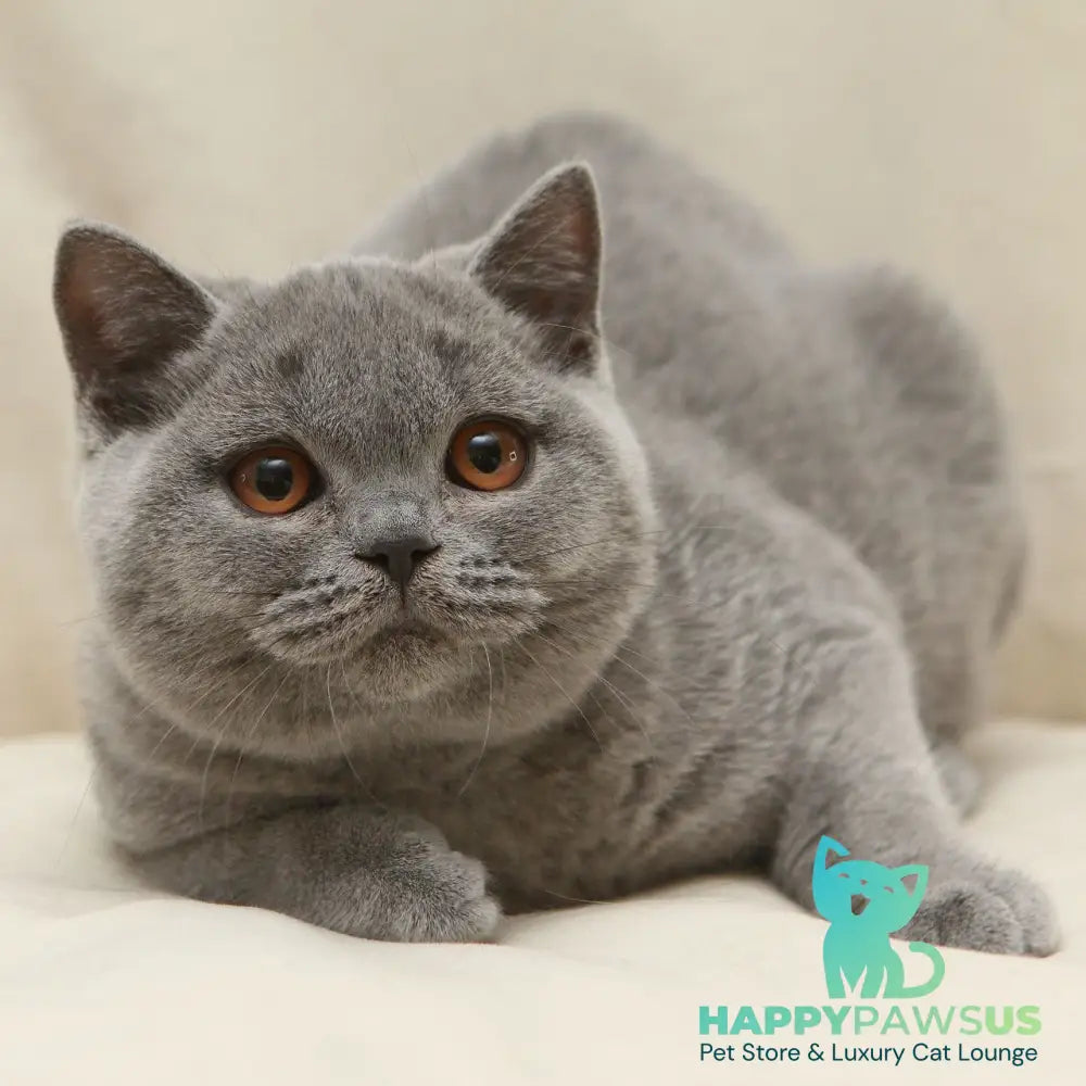 Rozkish British Shorthair female blue - live animals