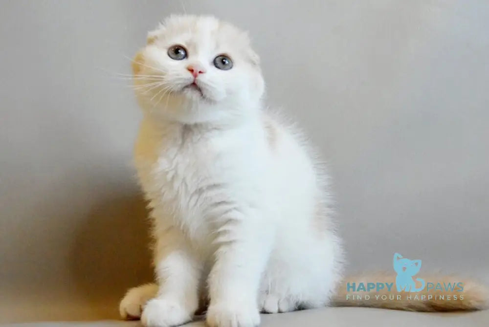 Rozzi Scottish Fold female cream spotted tabby van live animals