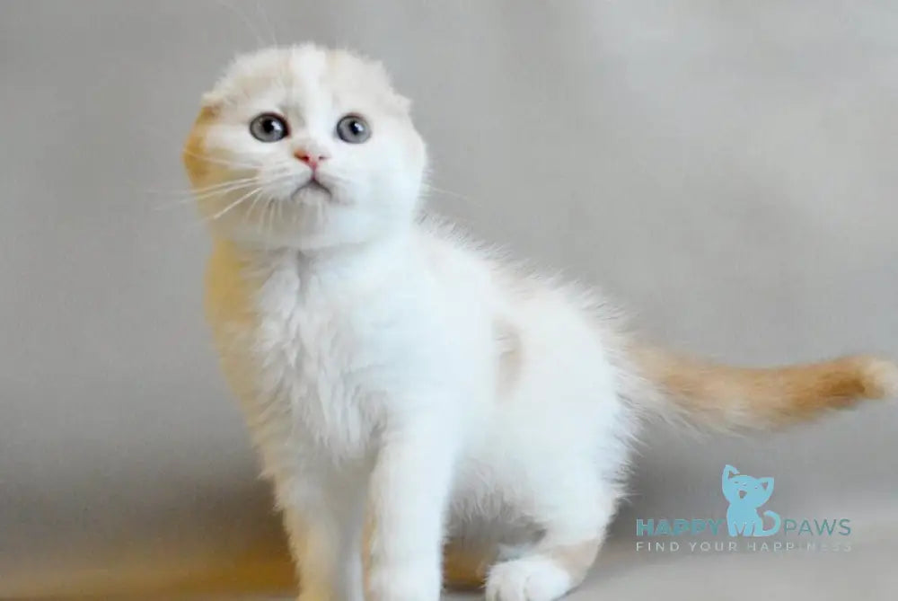 Rozzi Scottish Fold female cream spotted tabby van live animals