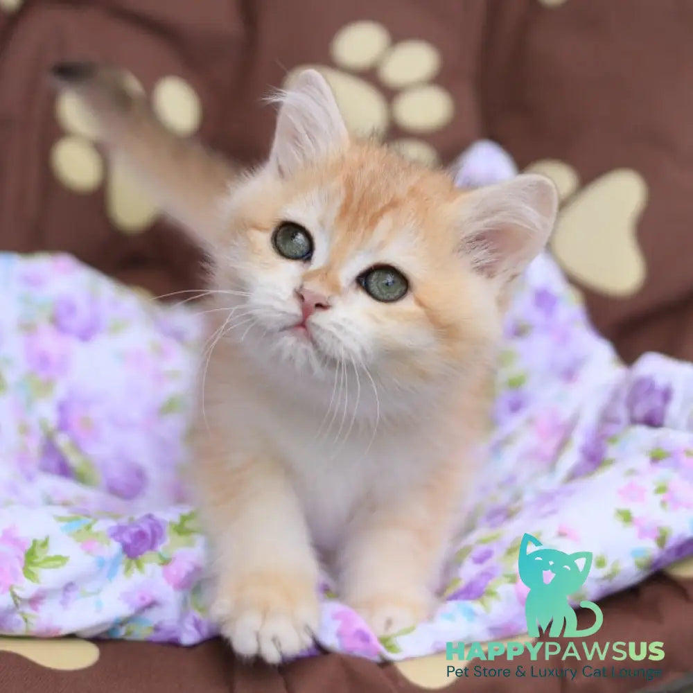 Ruby British Shorthair female black golden chinchilla - live animals