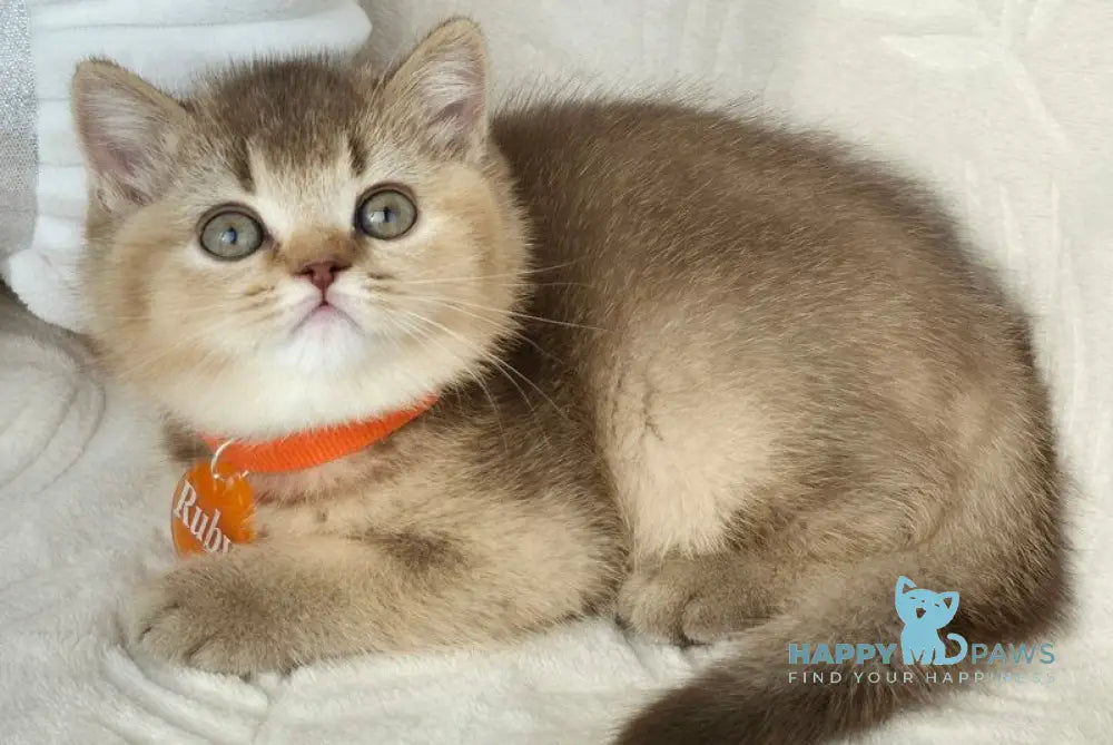 Ruby British Shorthair female chocolate ticked tabby live animals