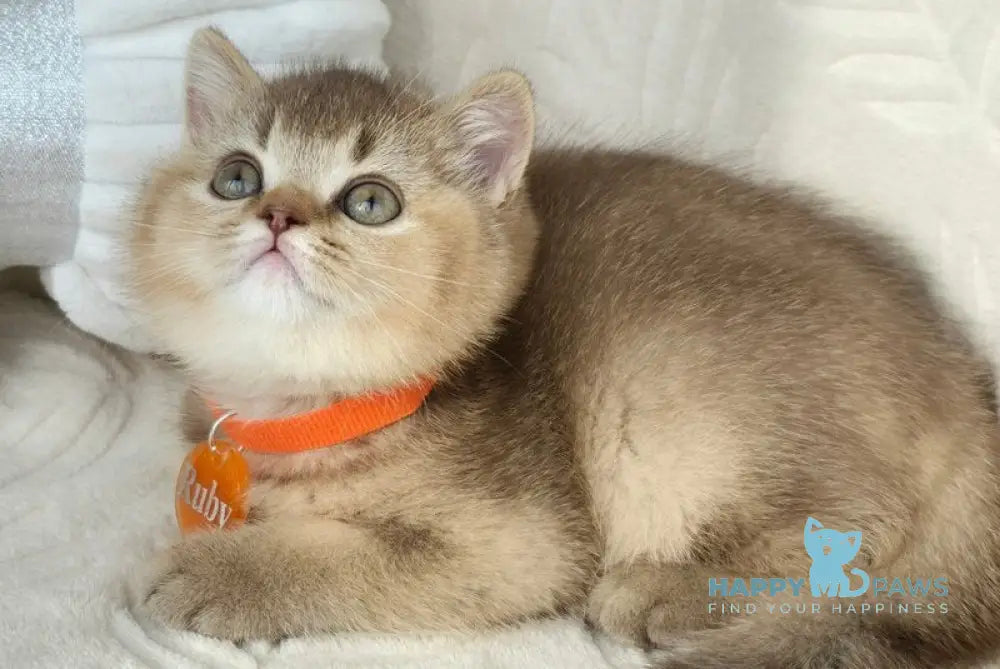 Ruby British Shorthair female chocolate ticked tabby live animals