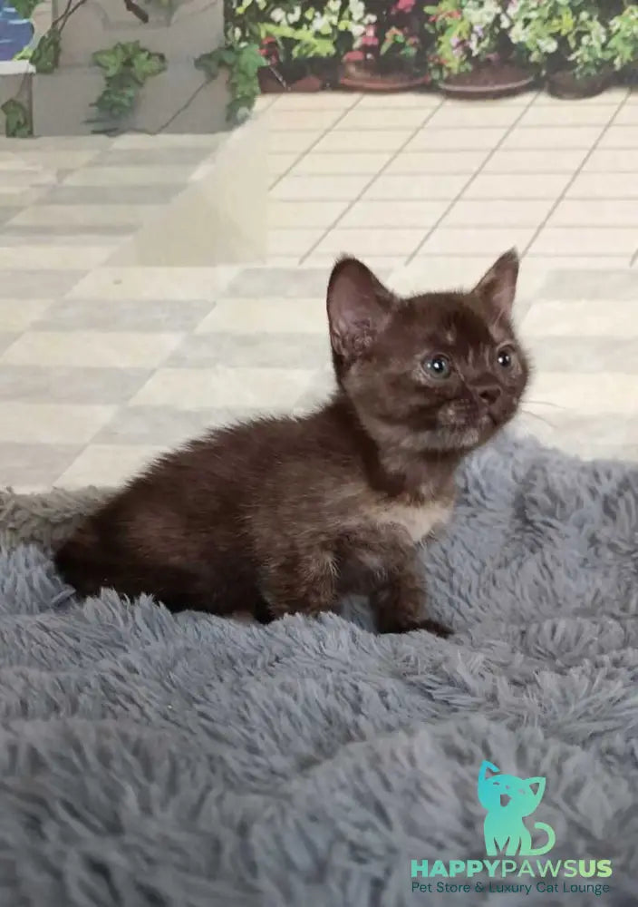 Ruby Dol Burmese female lilac tortie - live animals