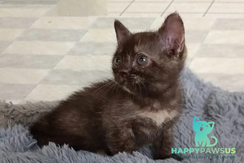 Ruby Dol Burmese female lilac tortie - live animals