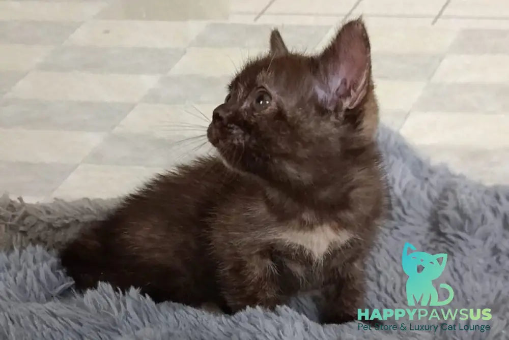 Ruby Dol Burmese female lilac tortie - live animals