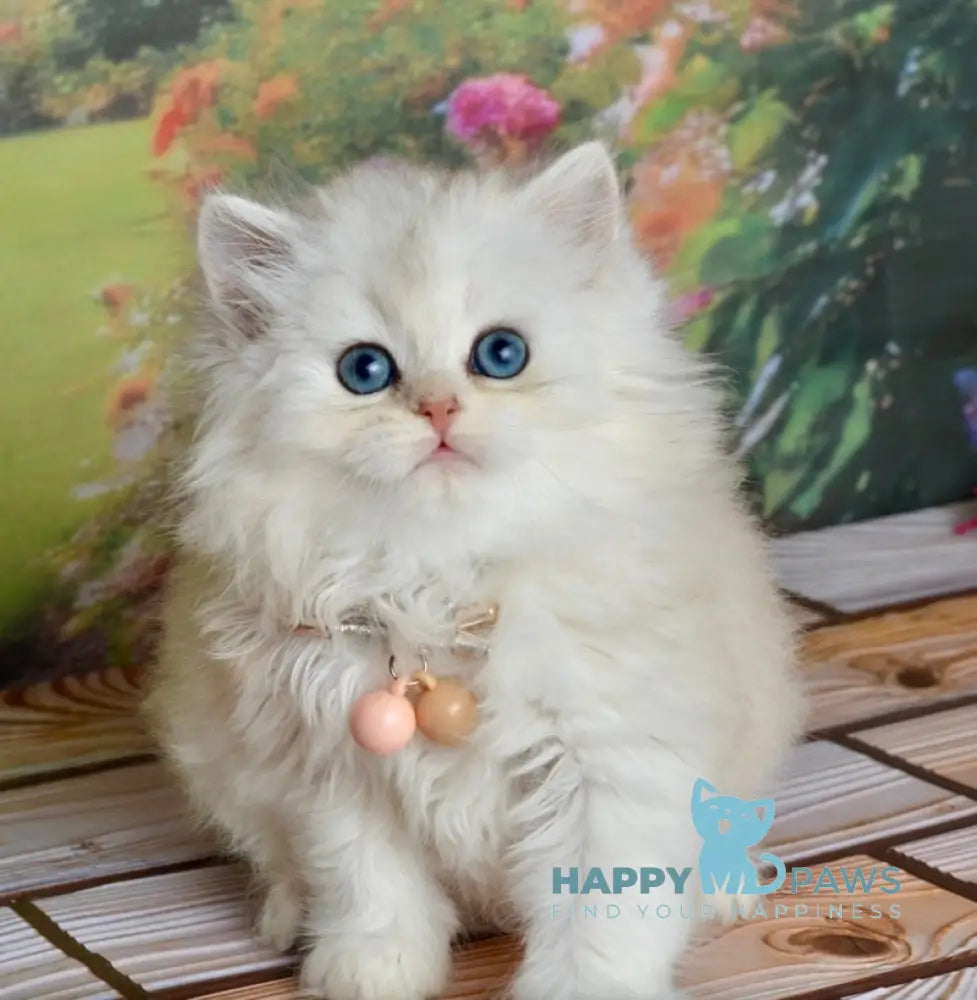 Ruby Scottish Straight female black silver shaded - live animals