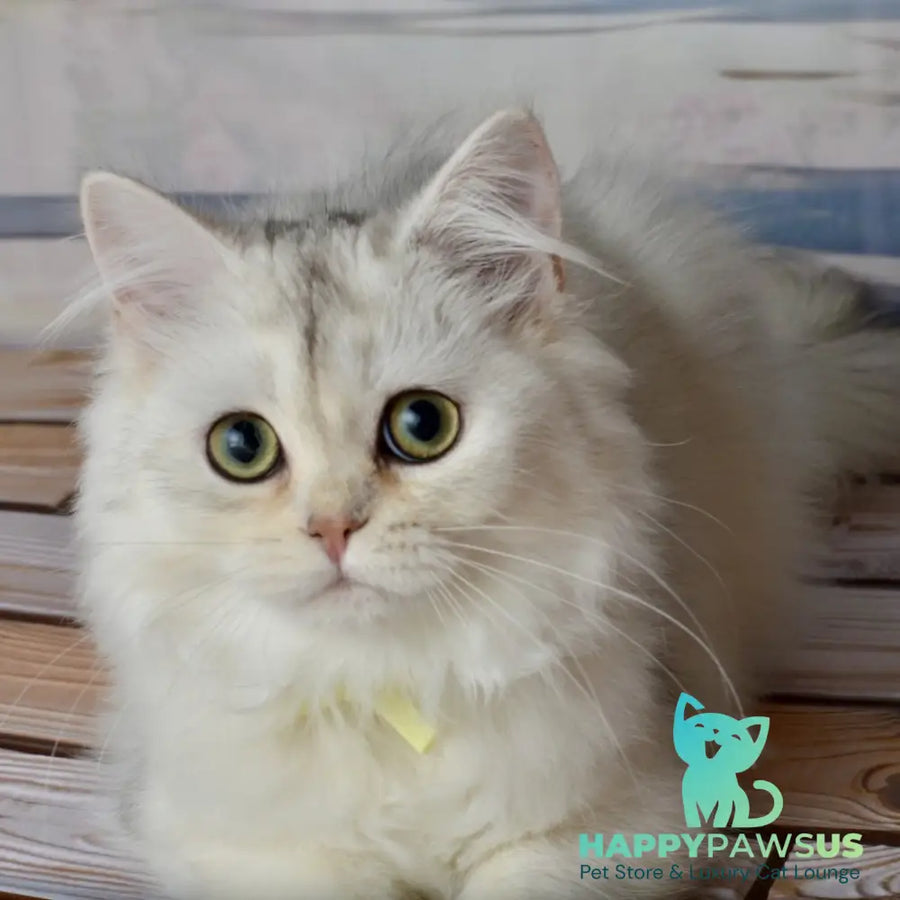 Ruby Scottish Straight female black silver shaded - live animals
