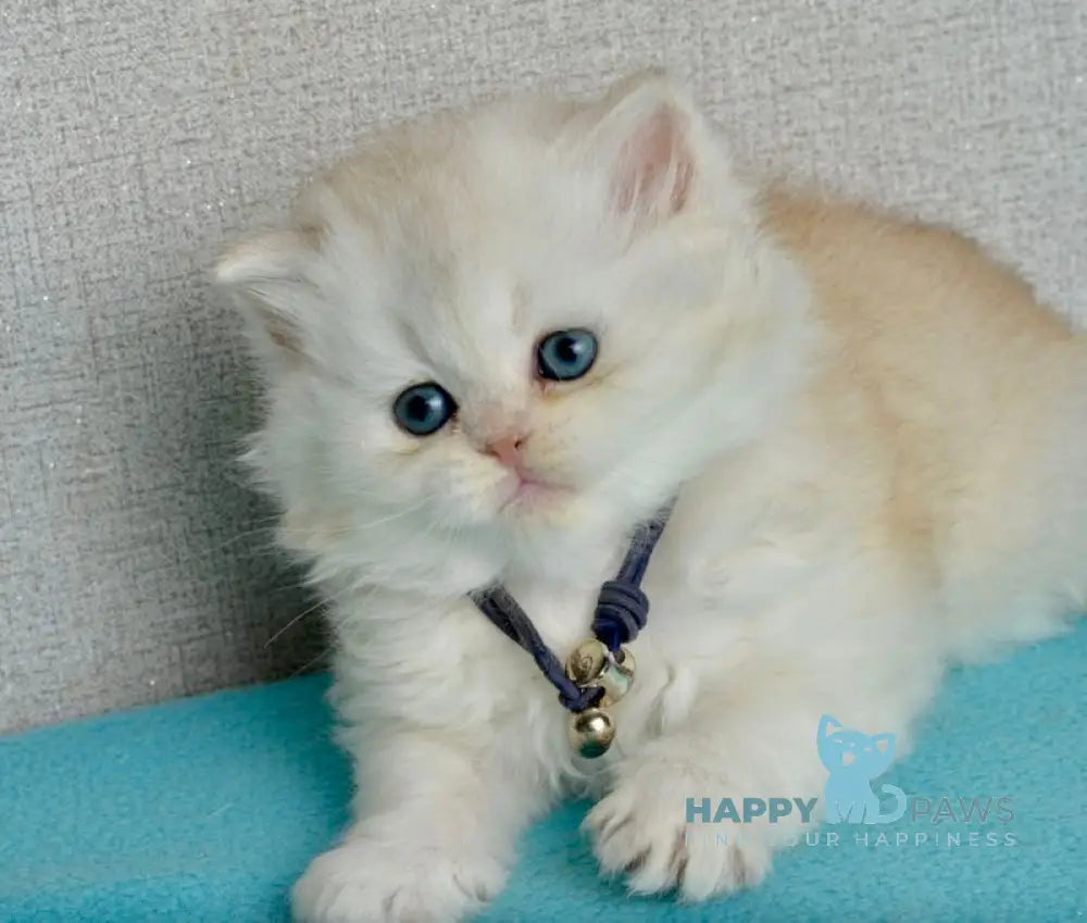 Ruby Scottish Straight female black silver shaded - live animals