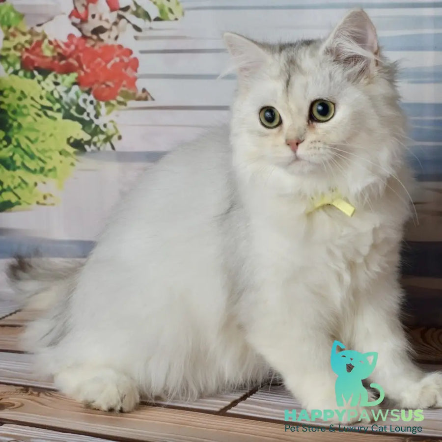 Ruby Scottish Straight female black silver shaded - live animals