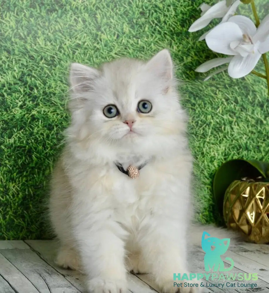 Ruby Scottish Straight female black silver shaded - live animals