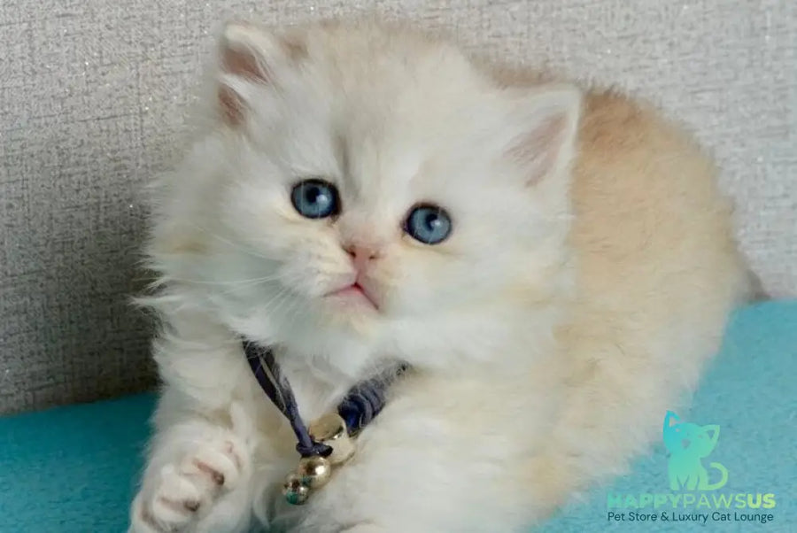 Ruby Scottish Straight female black silver shaded - live animals