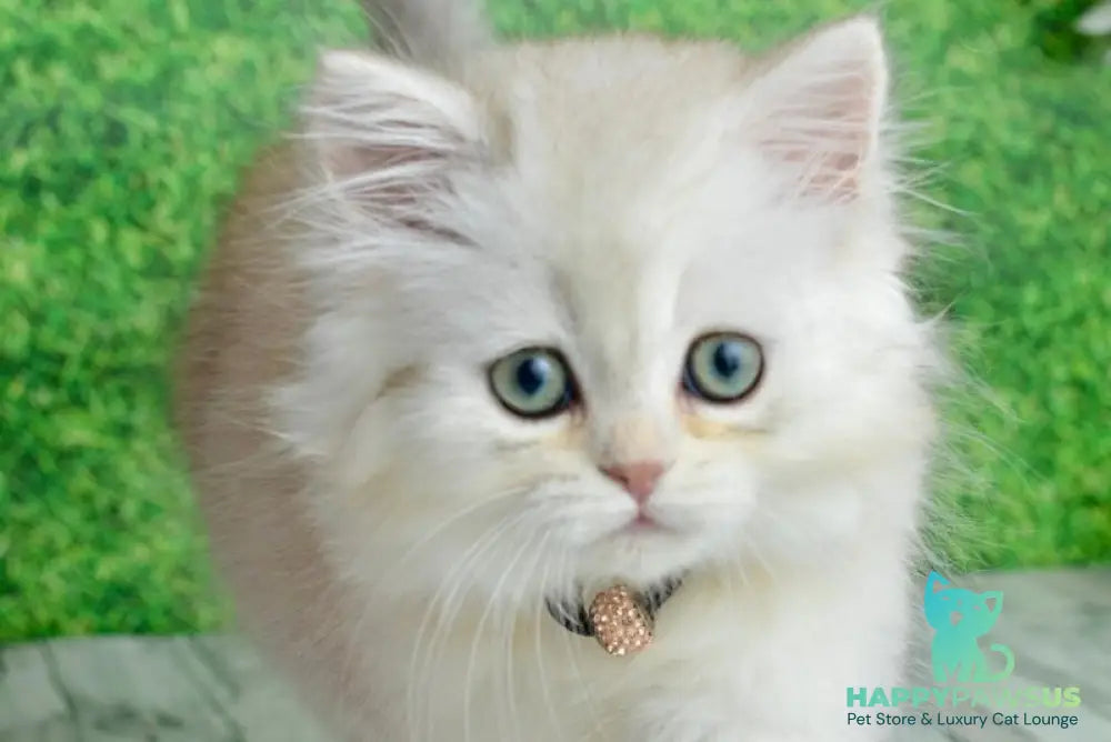 Ruby Scottish Straight female black silver shaded - live animals
