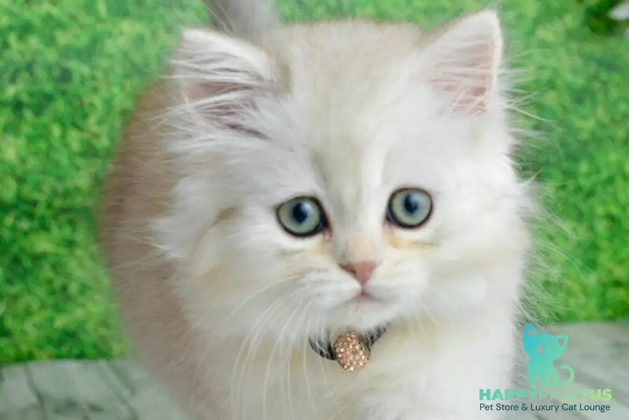 Ruby Scottish Straight female black silver shaded - live animals