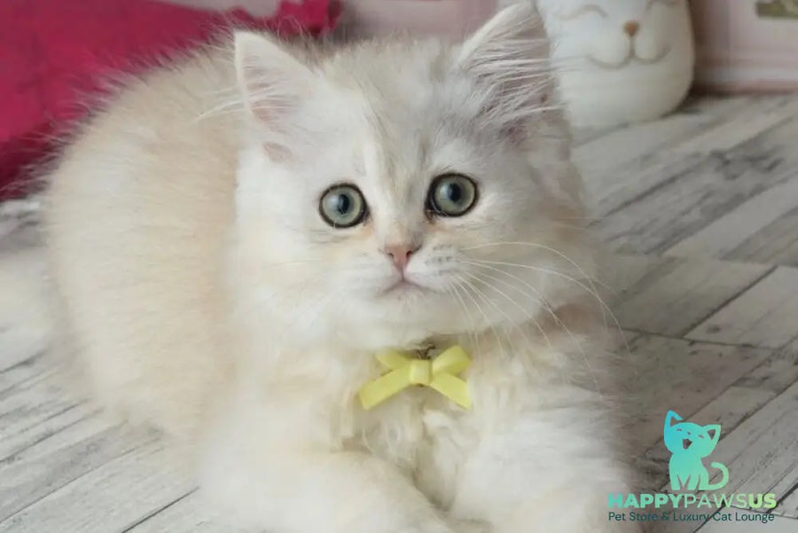 Ruby Scottish Straight female black silver shaded - live animals