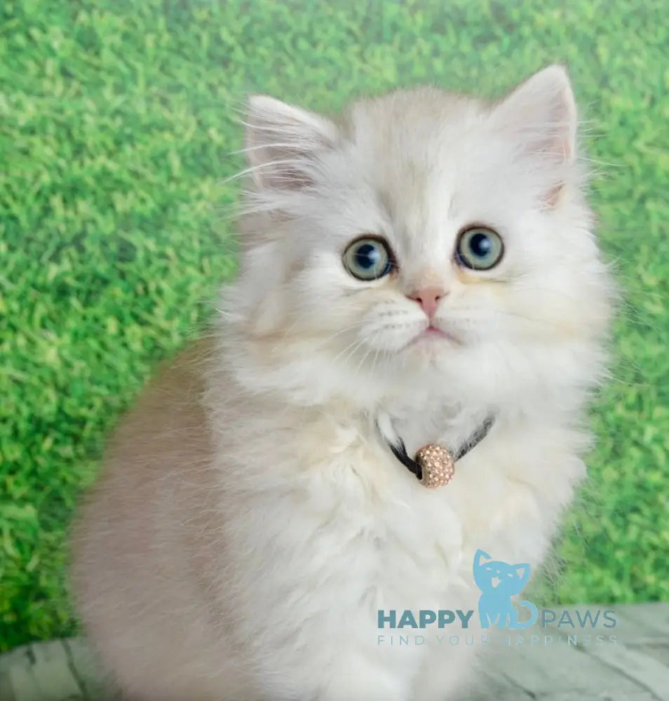Ruby Scottish Straight female black silver shaded - live animals