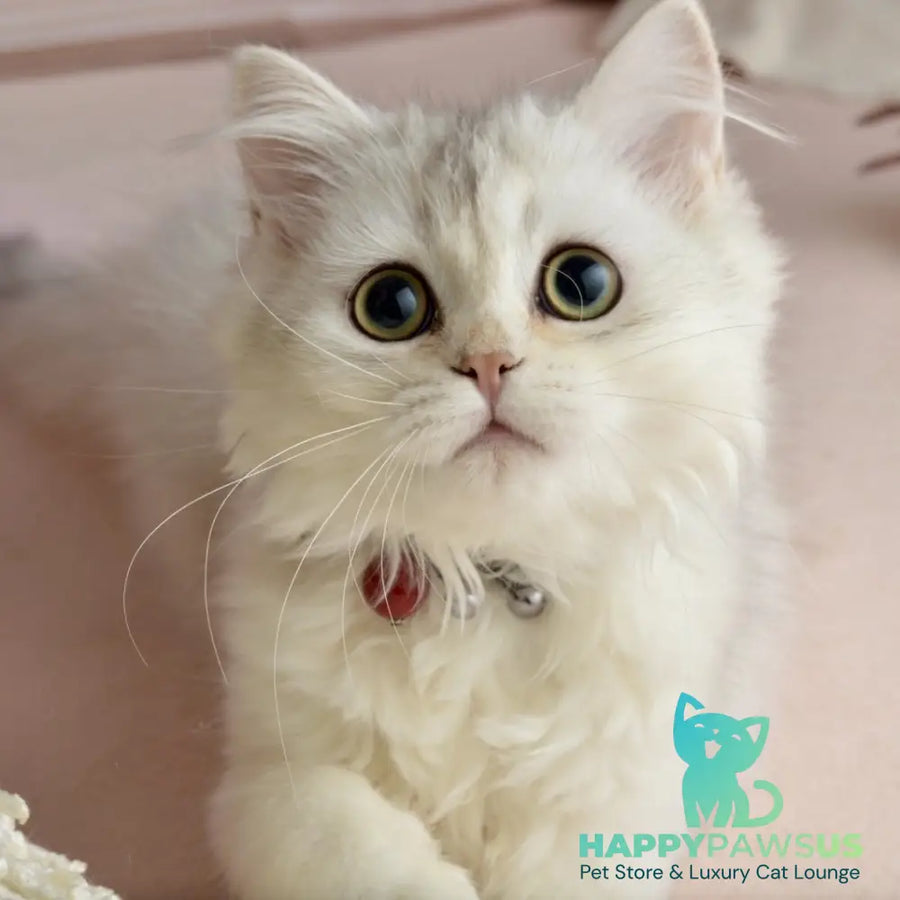 Ruby Scottish Straight female black silver shaded - live animals