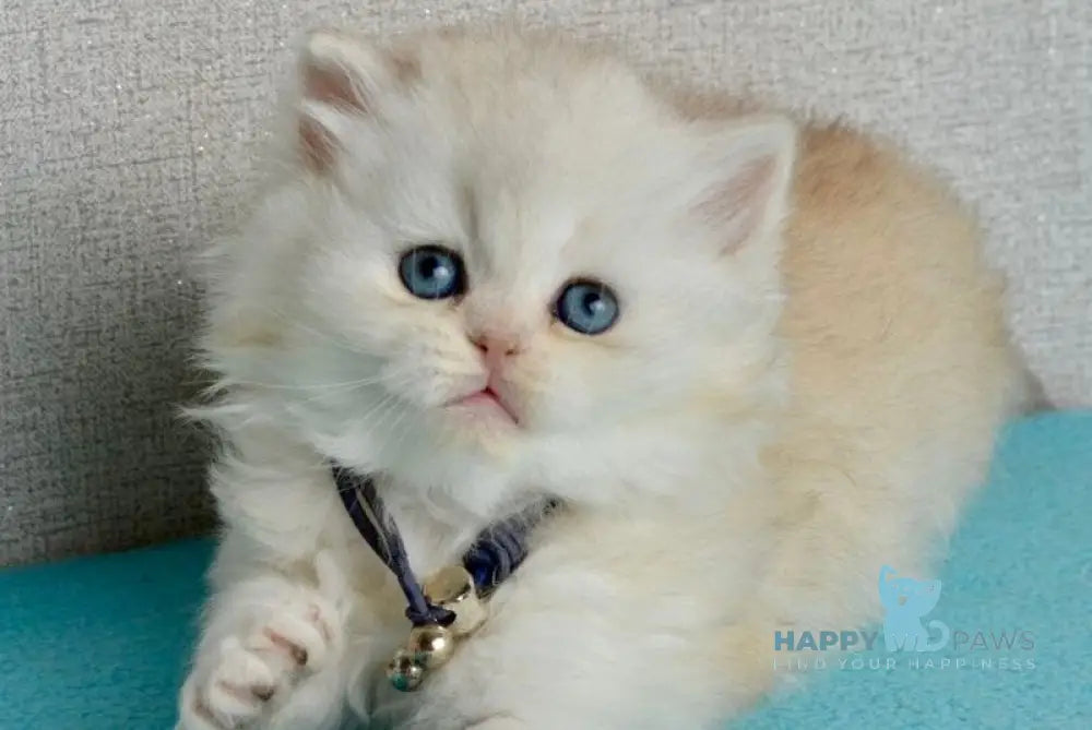 Ruby Scottish Straight female black silver shaded - live animals