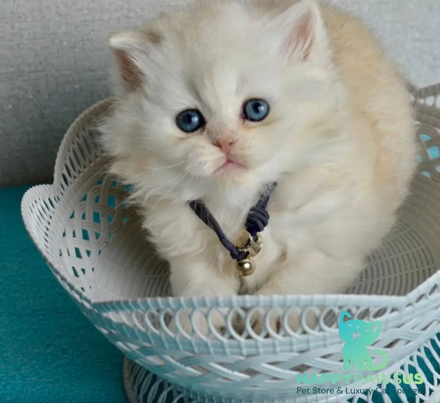 Ruby Scottish Straight female black silver shaded - live animals