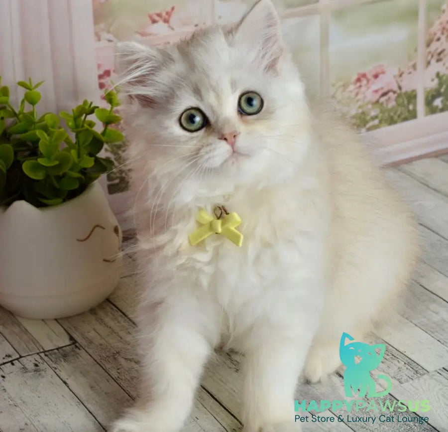Ruby Scottish Straight female black silver shaded - live animals