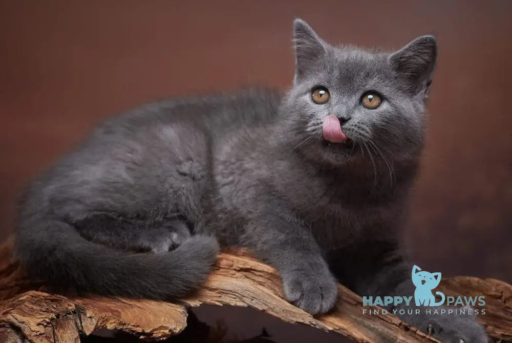 Rudolf Scottish Straight male blue live animals