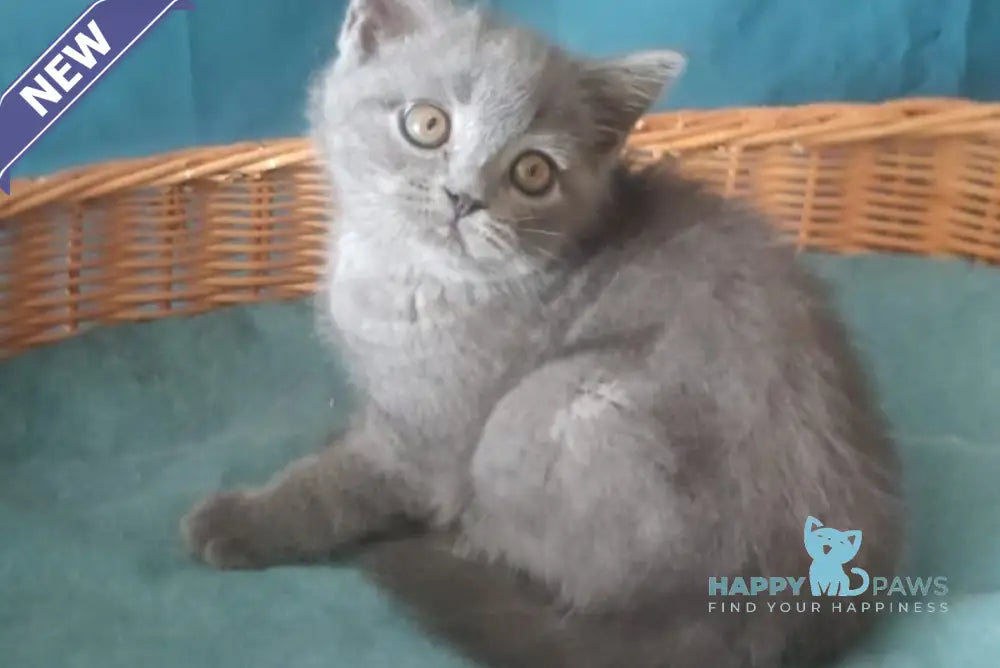 Rudolph Scottish Straight male blue live animals