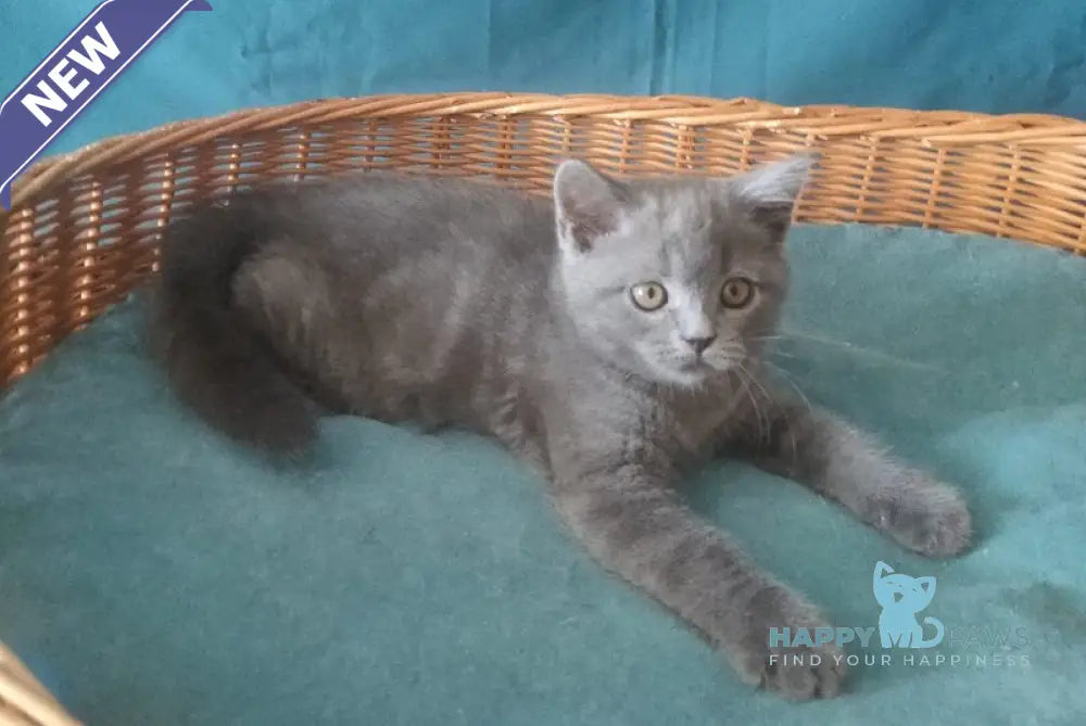 Rudolph Scottish Straight male blue live animals