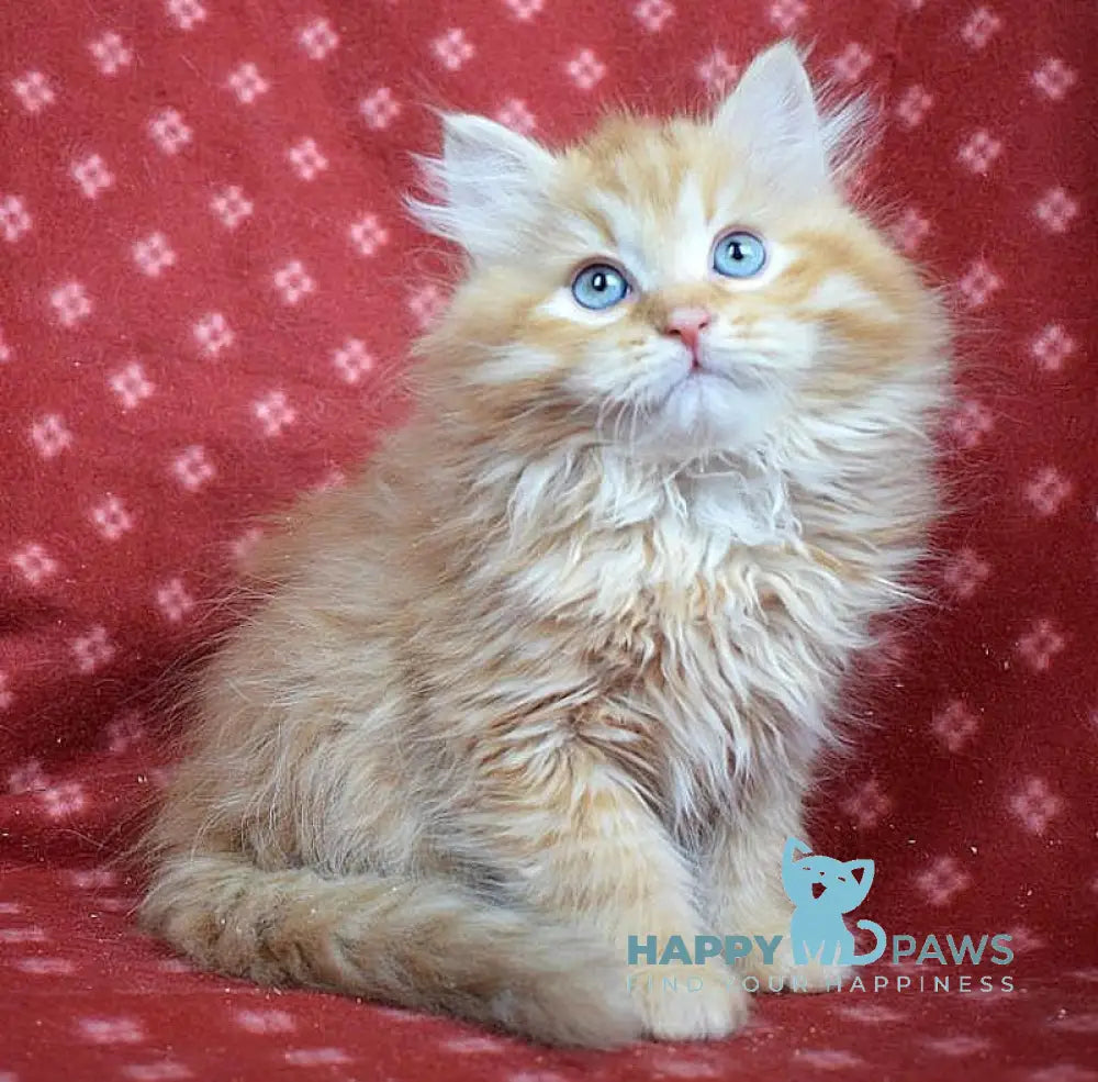 Rudy Siberian male red tabby live animals