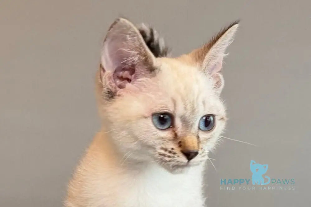 Ruffles Munchkin female black silver spotted tabby pointed live animals