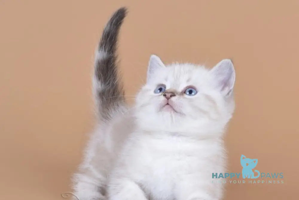 Rufus British Shorthair male chocolate tabby pointed live animals