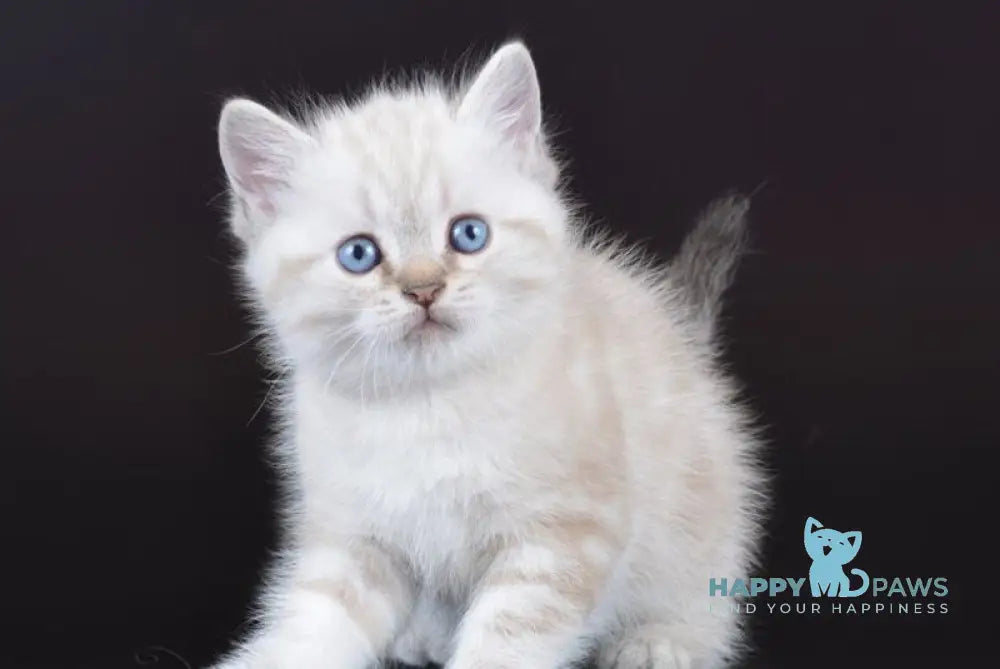 Rufus British Shorthair male chocolate tabby pointed live animals