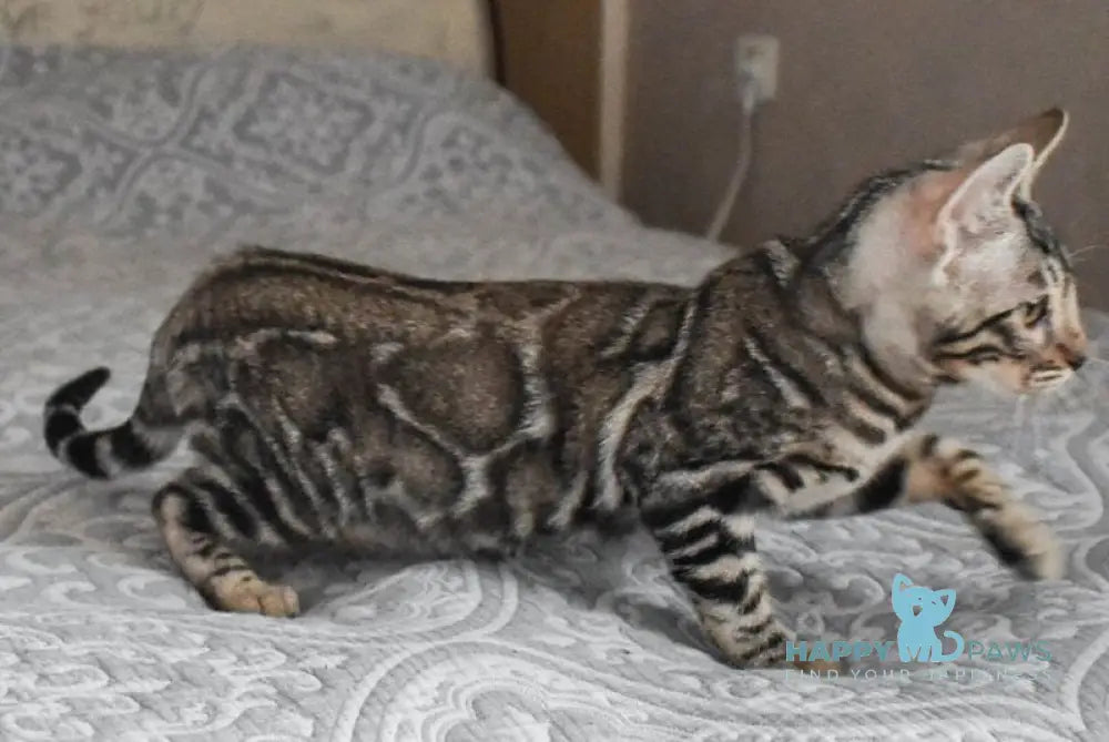 Runa Bengal female black silver spotted tabby live animals