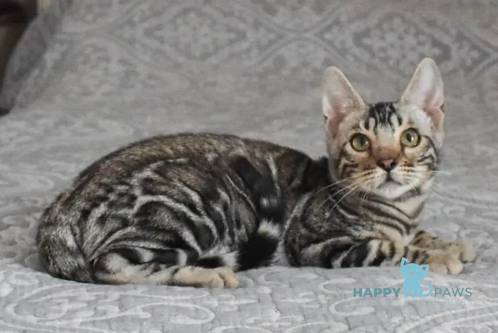 Runa Bengal female black silver spotted tabby live animals