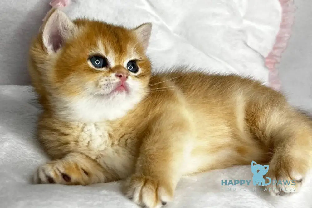 Runa British Shorthair female black golden chinchilla live animals