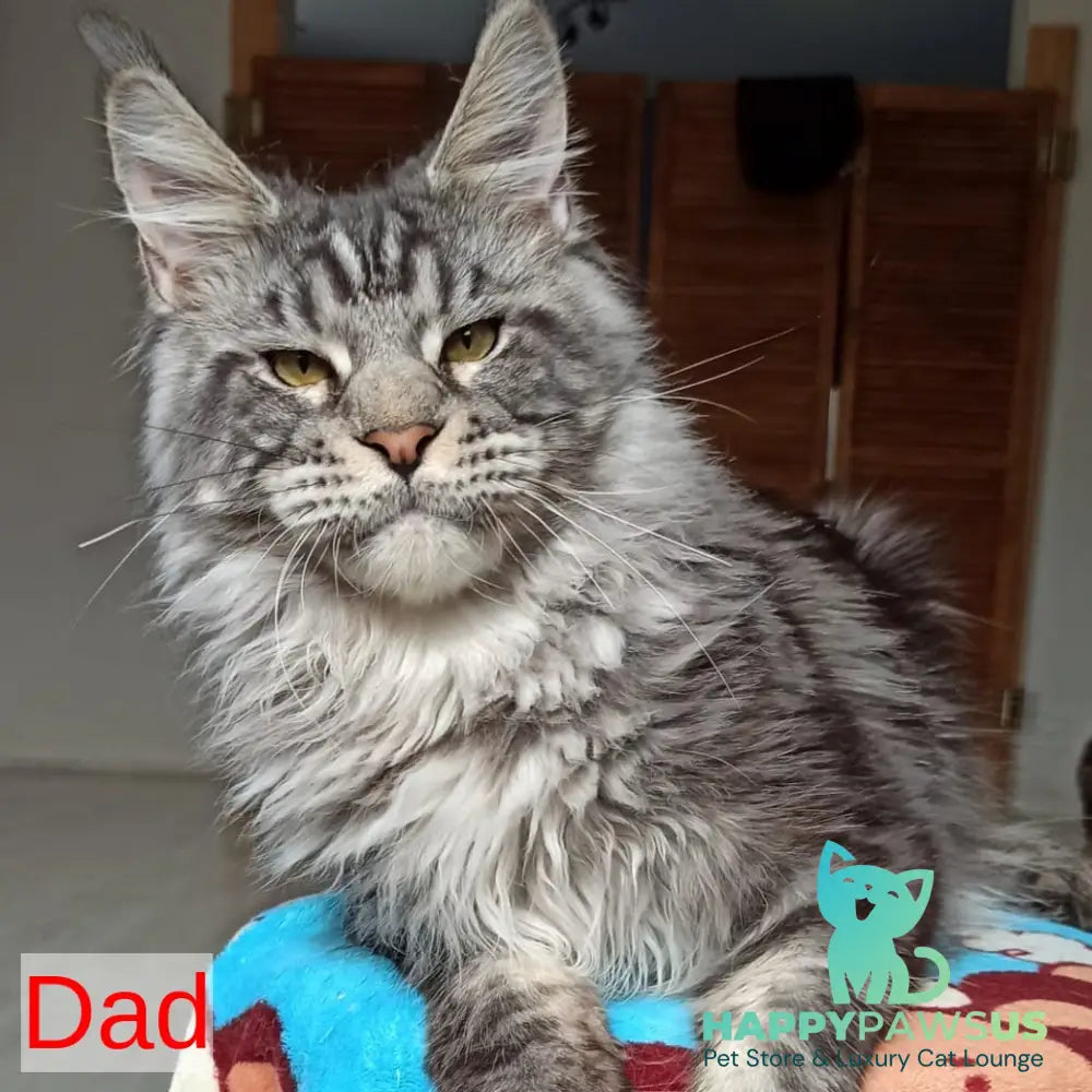 Runa Maine Coon female black silver tabby - live animals