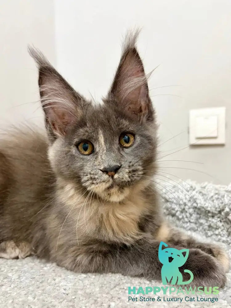 Runa Maine Coon female blue tortie live animals