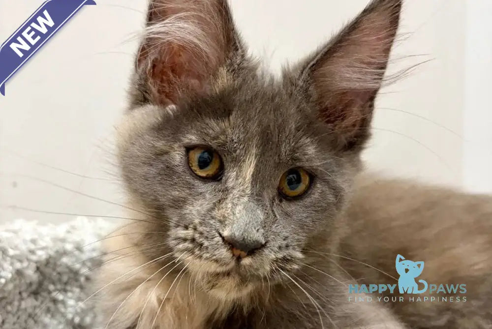 Runa Maine Coon female blue tortie live animals