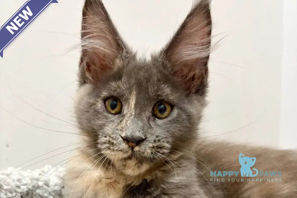 Runa Maine Coon female blue tortie live animals