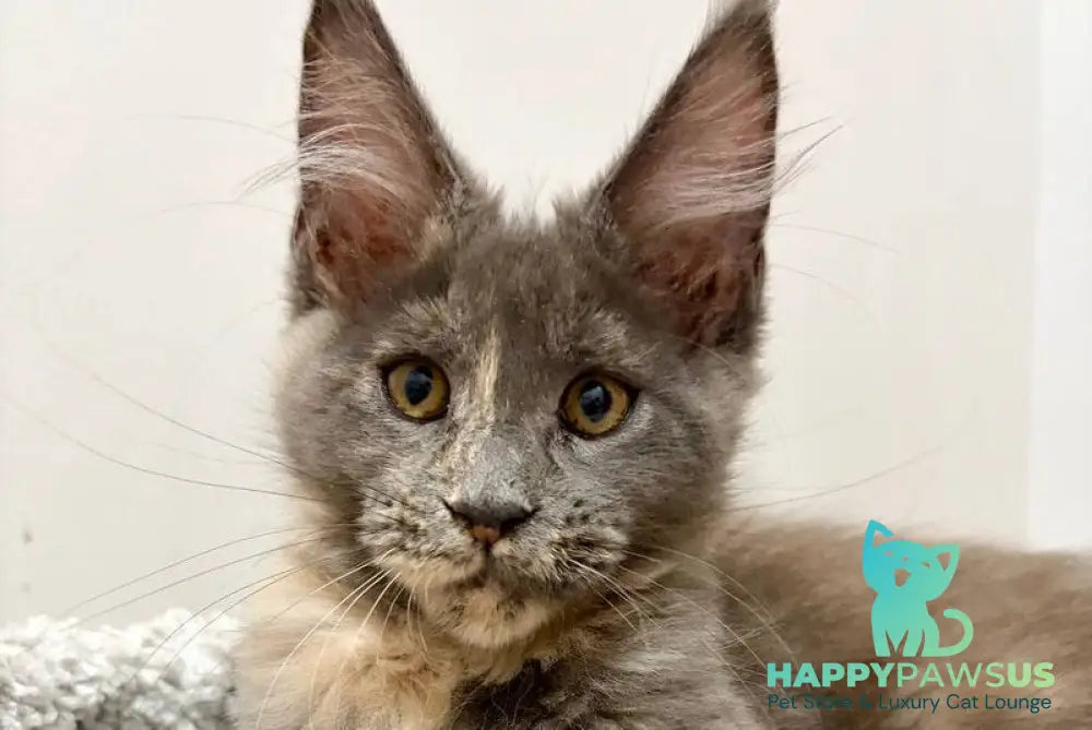 Runa Maine Coon female blue tortie live animals