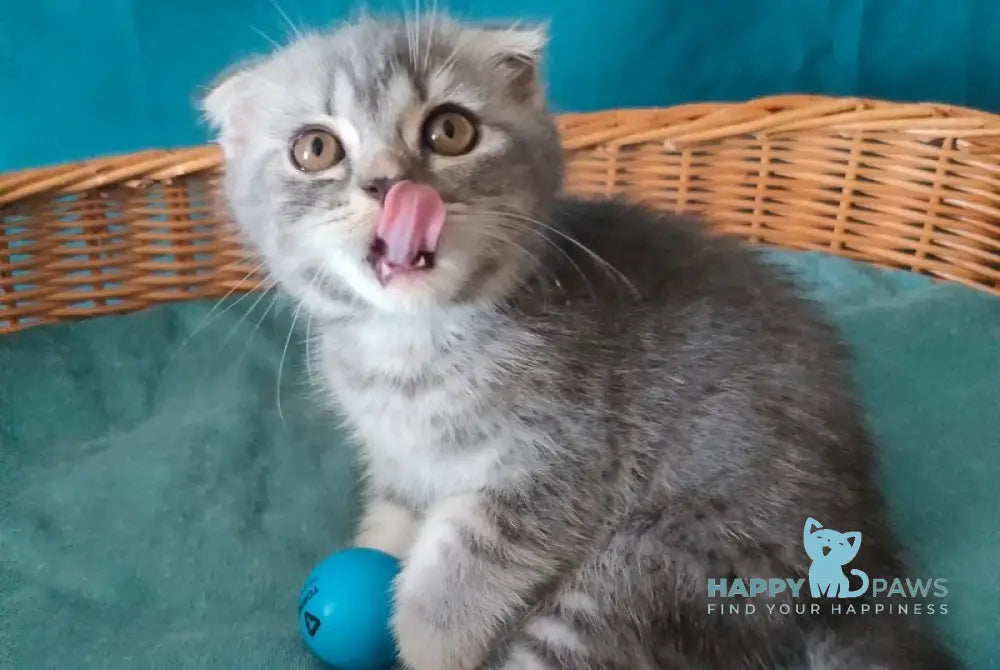 Runa Scottish Fold female blue silver tabby live animals
