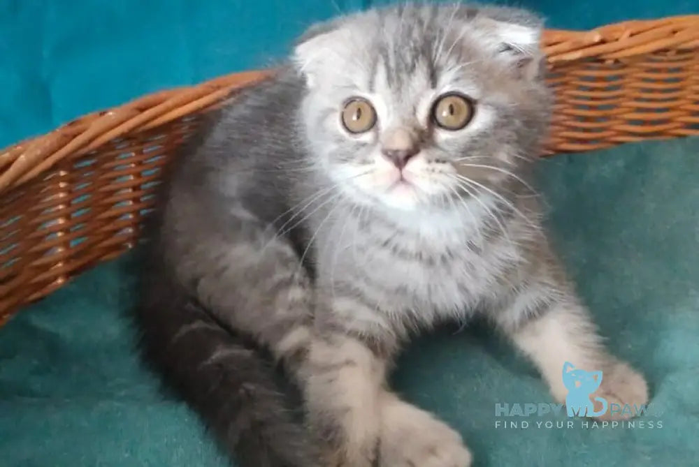 Runa Scottish Fold female blue silver tabby live animals