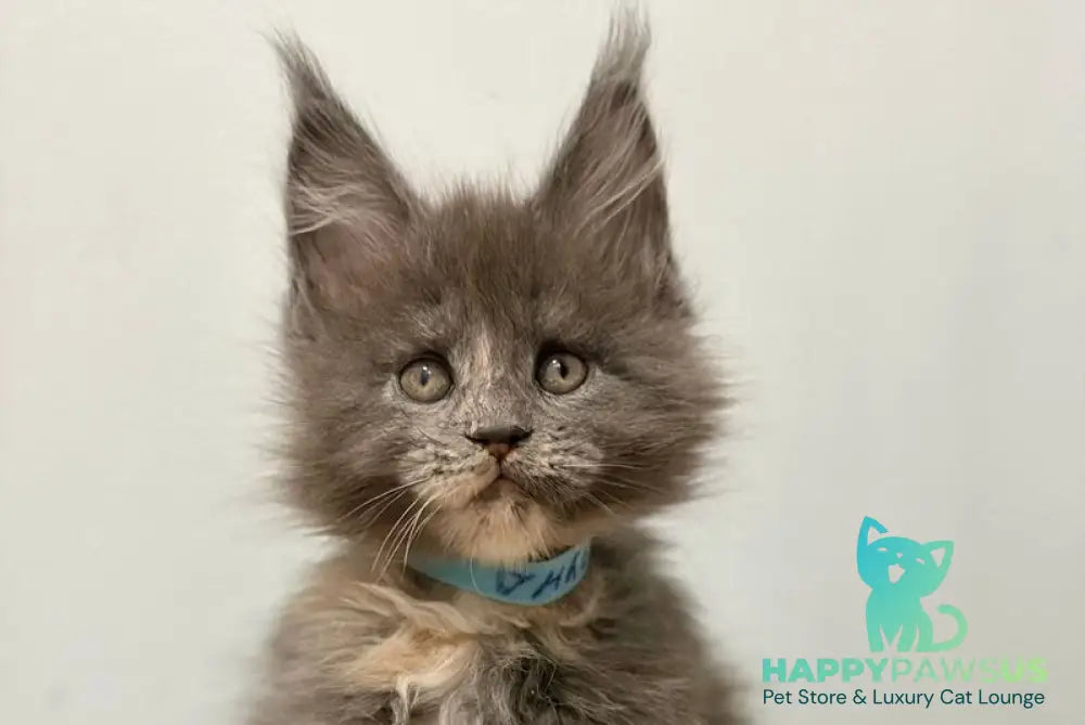 Runs Maine Coon female blue tortie live animals
