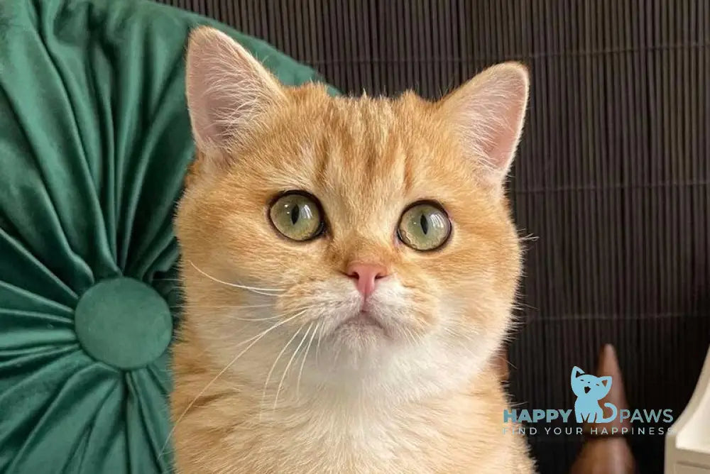 Ruslana British Shorthair female black golden shaded live animals