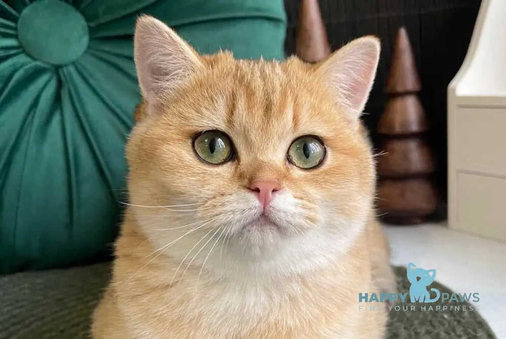 Ruslana British Shorthair female black golden shaded live animals