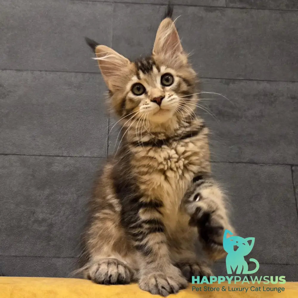 Ruslana Maine Coon polydactyl 6x6x6x6 female black golden ticked tabby - live animals