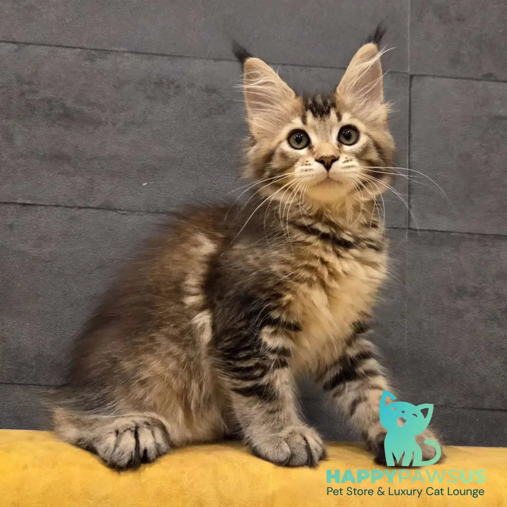 Ruslana Maine Coon polydactyl 6x6x6x6 female black golden ticked tabby - live animals